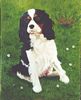 Chienne cavalier-king-charles
